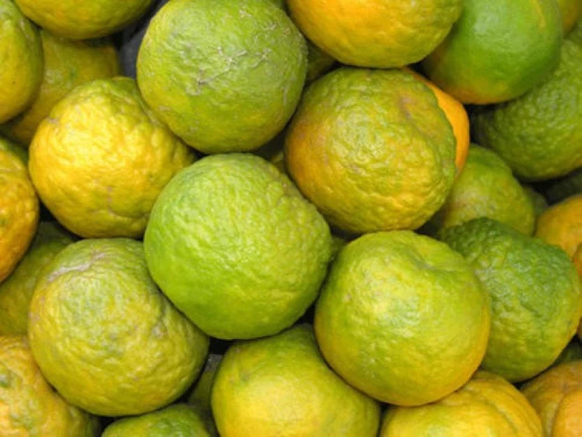 Orange (संतरा )