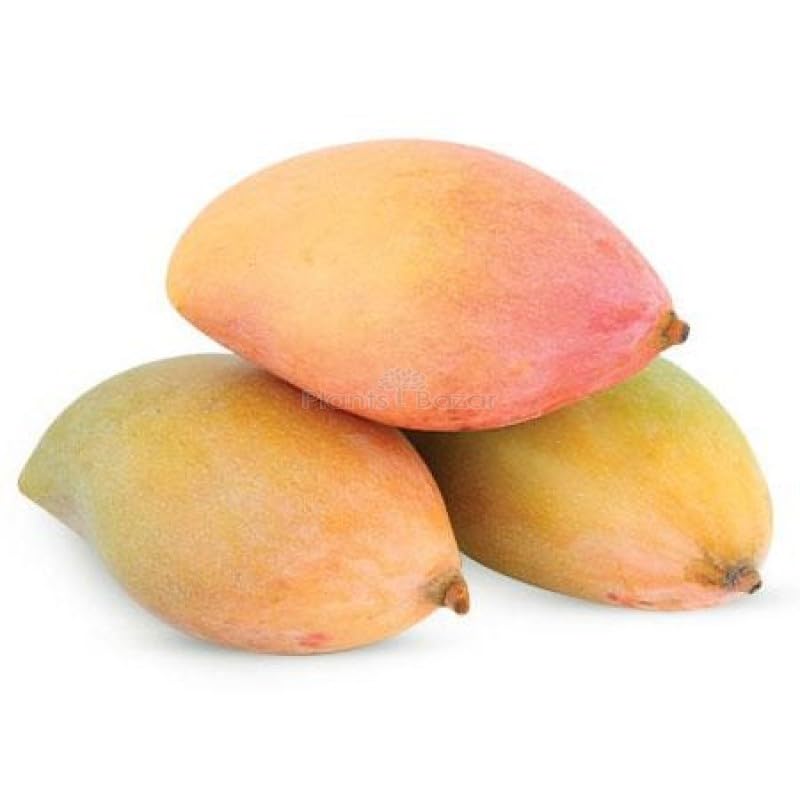 Totapuri Mango (तोतापरी आम)