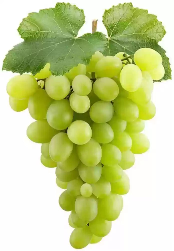 Green Grapes (हरा अंगूर  )